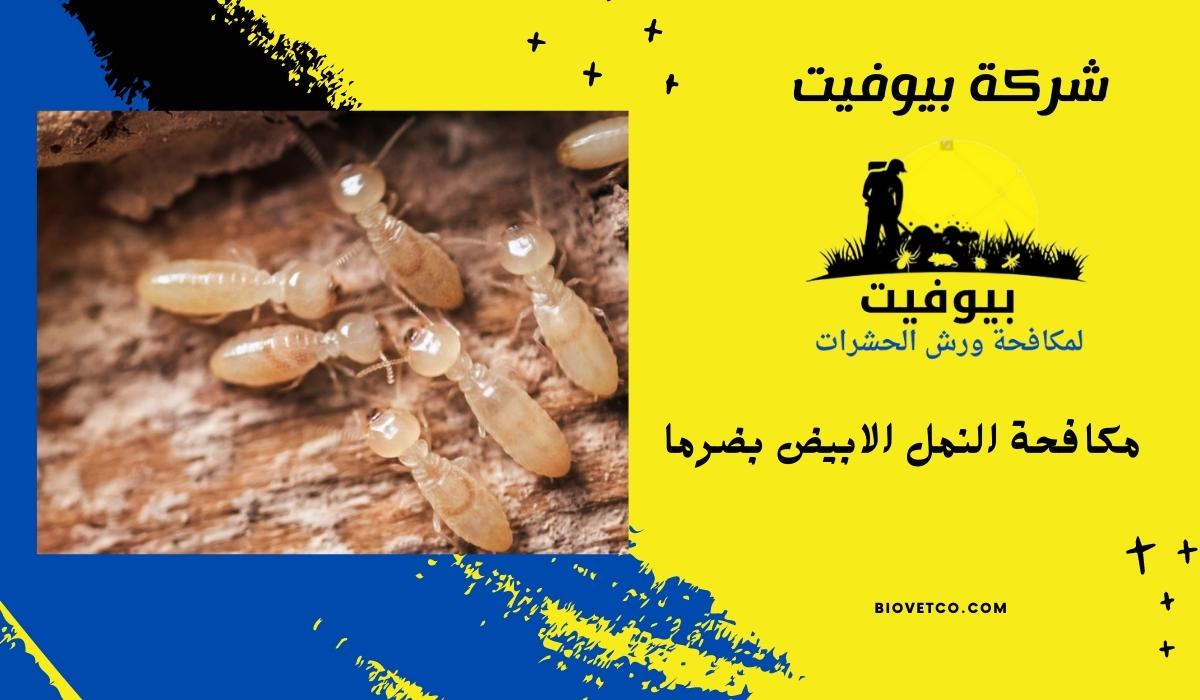 مكافحة النمل الابيض بضرما