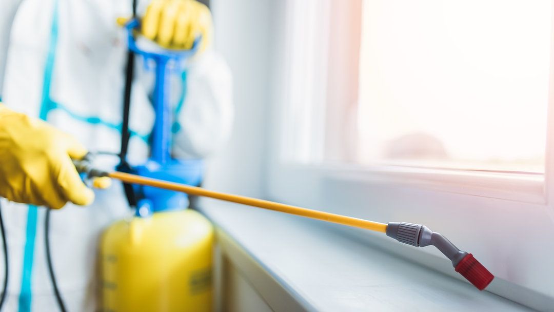 شركة مكافحة حشرات في الدقهلية – حلول فورية وآمنة للتخلص النهائي من الحشرات