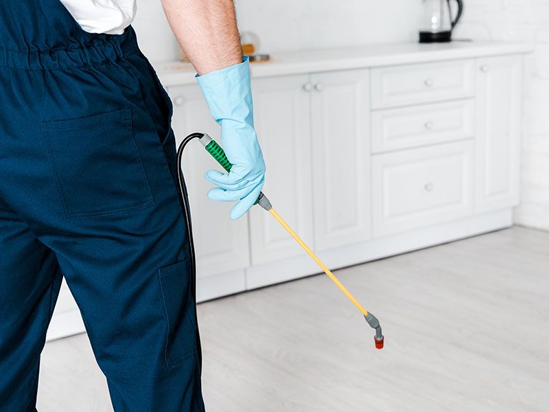 شركة مكافحة حشرات في السويس