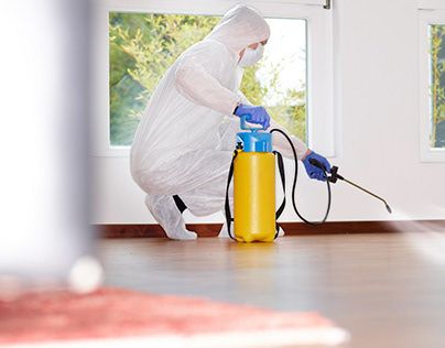 شركة مكافحة حشرات في السويس