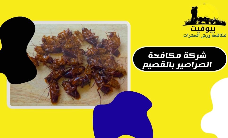 شركة مكافحة الصراصير بالقصيم