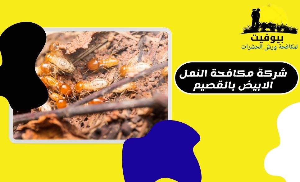 شركة مكافحة النمل الأبيض بالقصيم