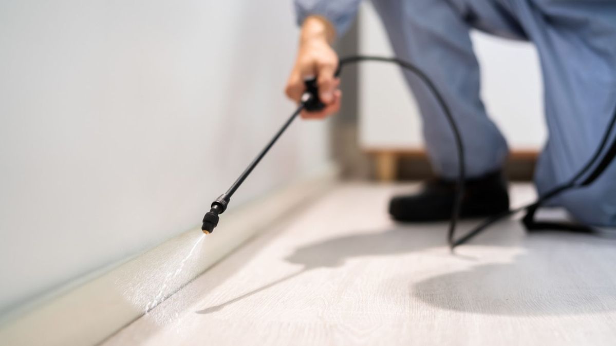 شركة مكافحة حشرات في المنوفية