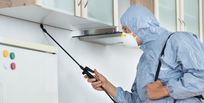 شركة مكافحة حشرات في المنوفية