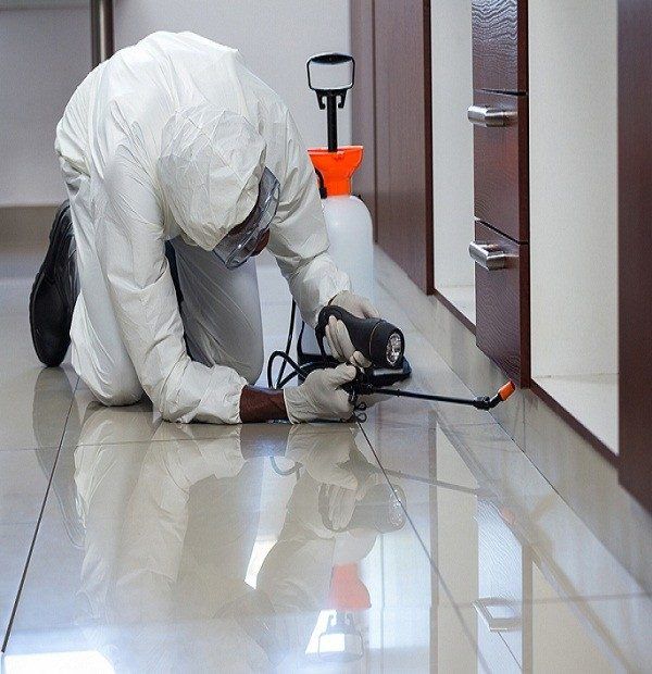 خدمات شركة مكافحة حشرات في مدينتي