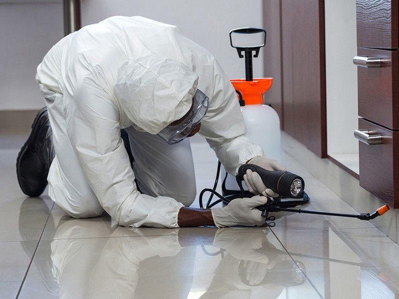 شركة مكافحة حشرات في العبور