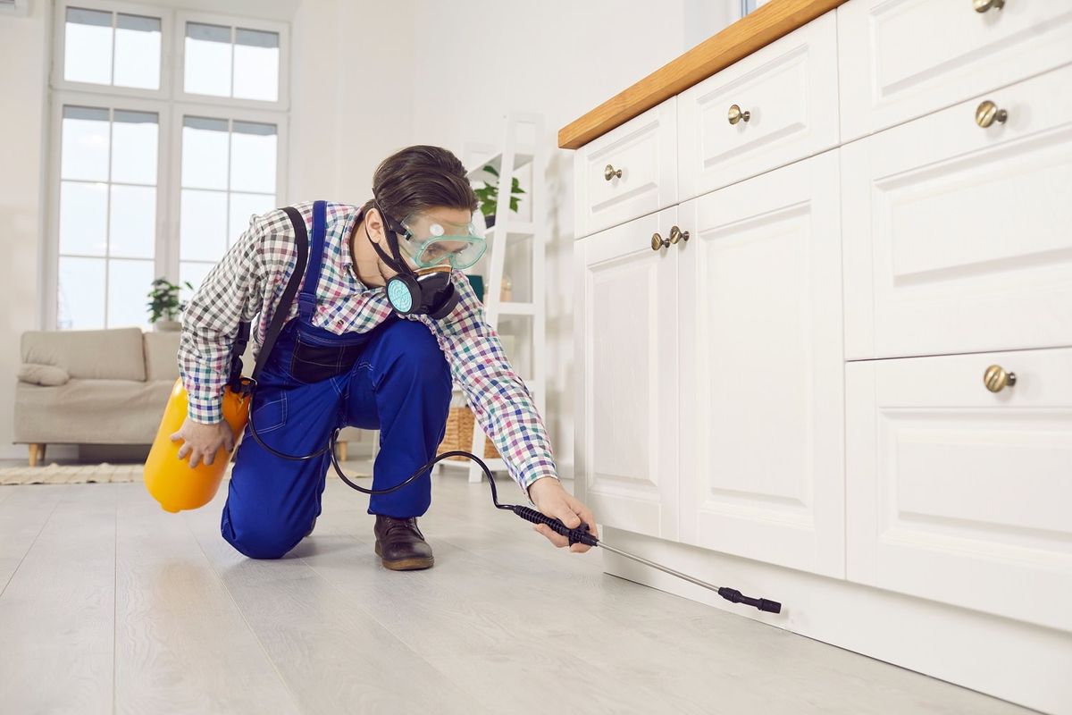 شركة مكافحة حشرات في مدينة نصر 