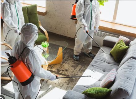 أفضل شركة مكافحة بق الفراش في القاهرة