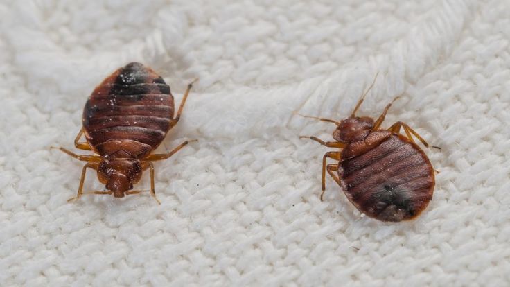 شركة مكافحة بق الفراش بالقاهرة