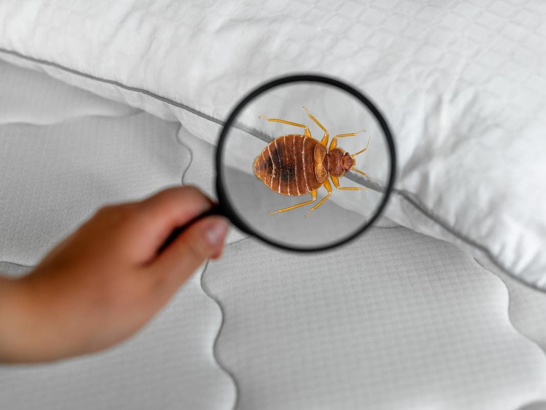 شركة مكافحة بق الفراش بالقاهرة
