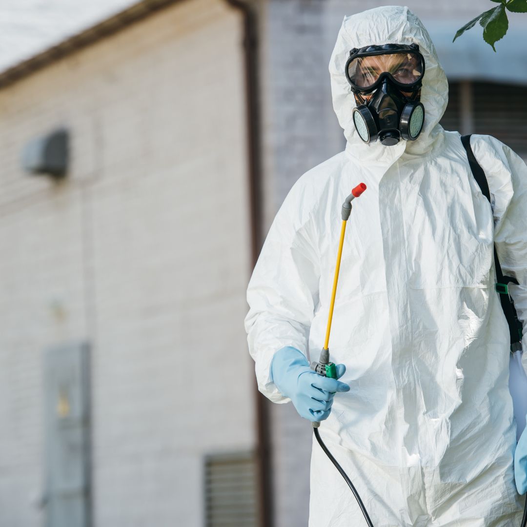 شركة مكافحة بق الفراش في أسيوط – الحل النهائي لمشكلة البق