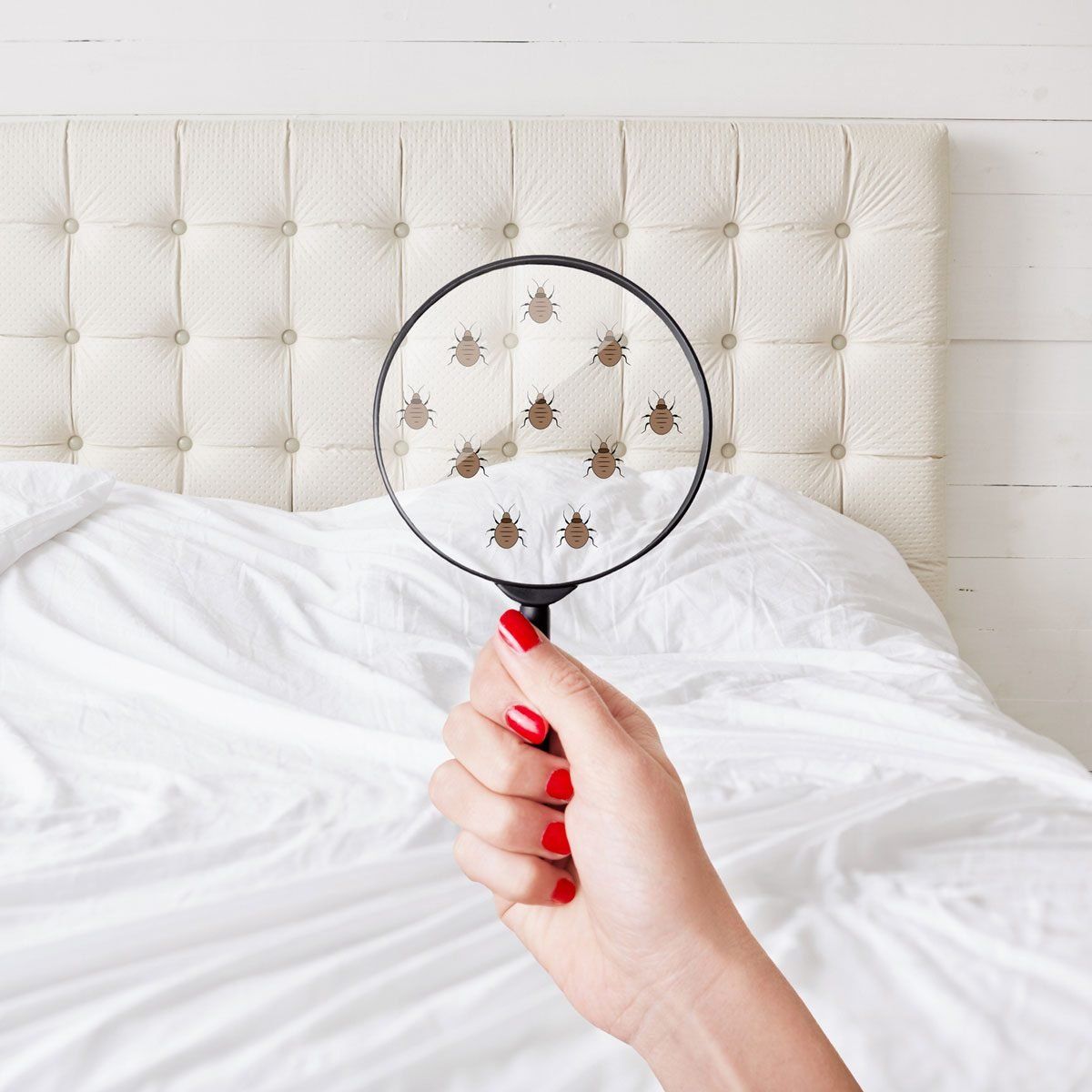 أفضل شركة رش بق الفراش في 6 أكتوبر – ماذا نقدم؟