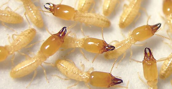 اتصل الآن بأفضل شركة مكافحة النمل الابيض بقطر واحمِ منزلك قبل فوات الأوان