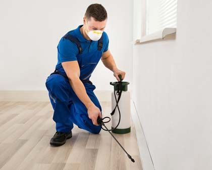 الشركة الالمانية لمكافحة الحشرات بالاسكندرية