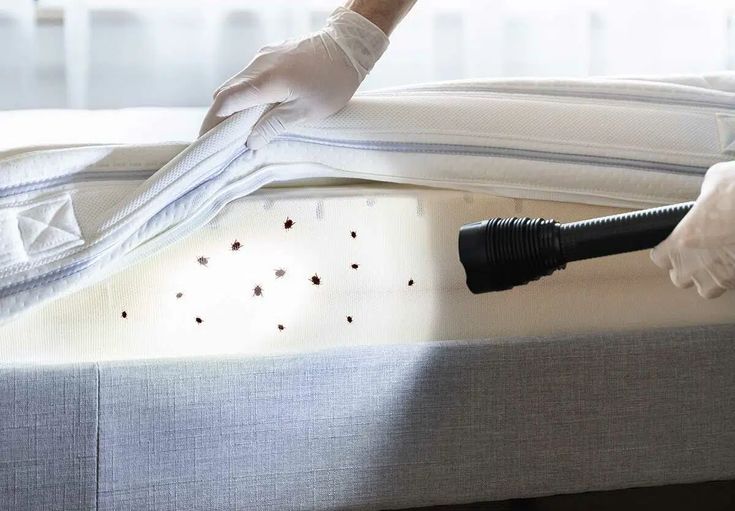 خطوات شركة رش بق الفراش في الإسكندرية أثناء الخدمة