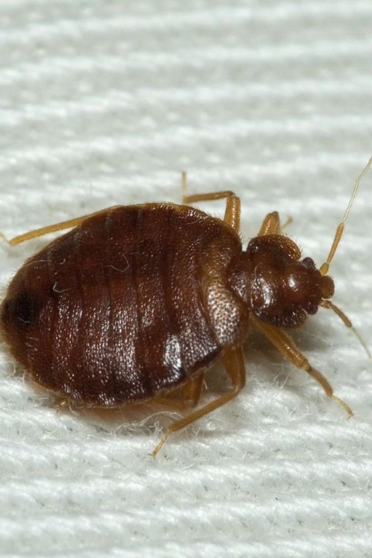 رش بق الفراش في الإسكندرية