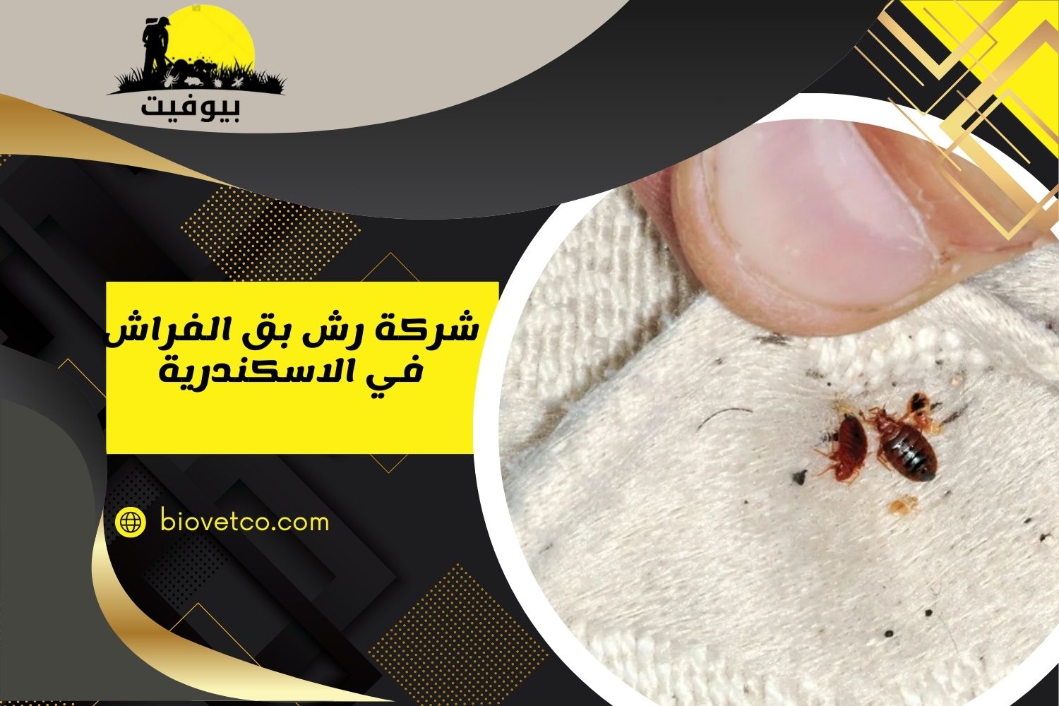 شركة رش بق الفراش في الاسكندرية 01033160250