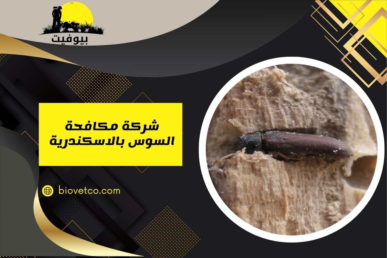 شركة مكافحة السوس بالاسكندرية 01033160250
