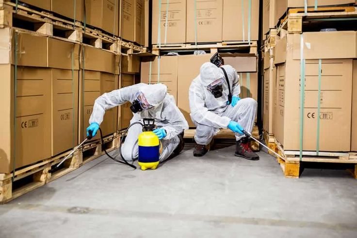 شركة مكافحة النمل الأبيض بقطر