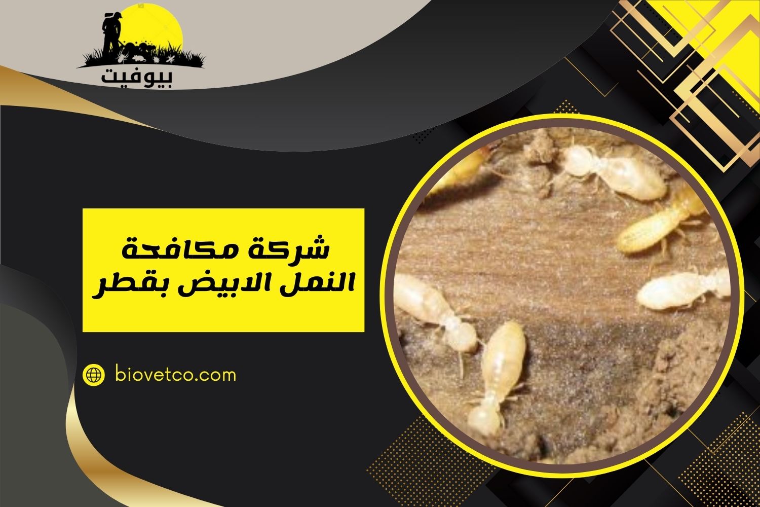 شركة مكافحة النمل الابيض بقطر للايجار 01558611924