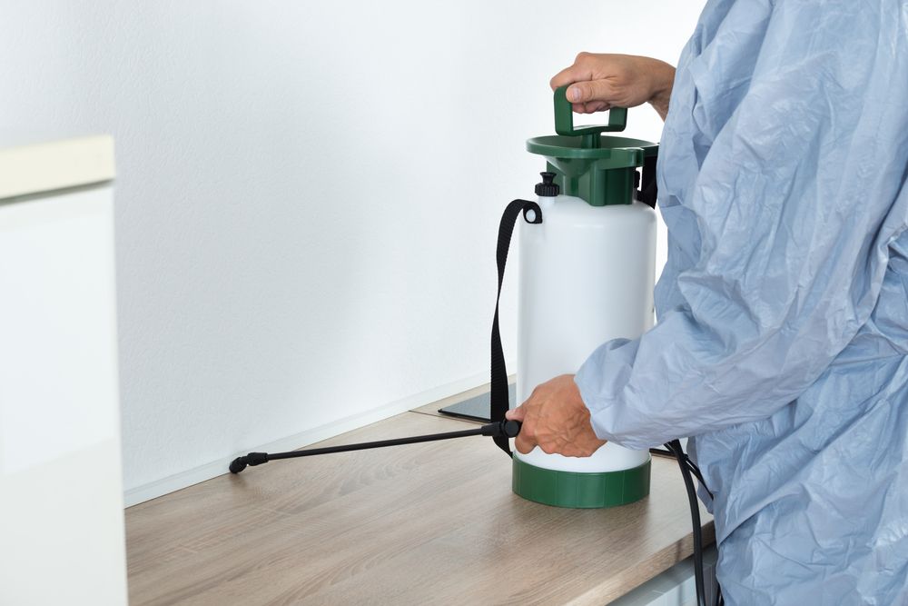 شركة مكافحة براغيت بالاسكندرية