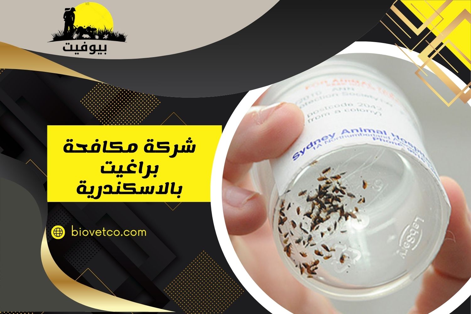 شركة مكافحة براغيت بالاسكندرية 01033160250