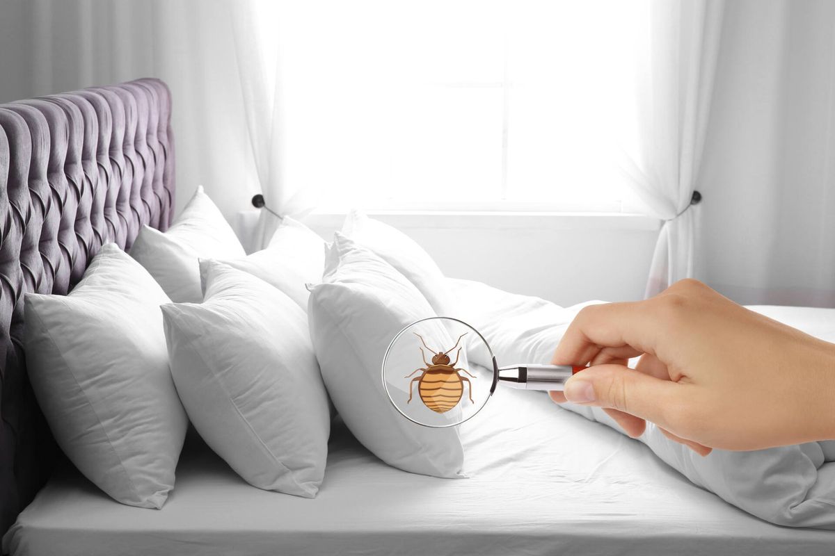 لماذا تحتاج إلى شركة رش بق الفراش في 6 أكتوبر؟
