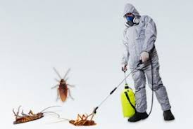 الشركة الالمانية لمكافحة الحشرات والقوارض