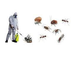الشركة الالمانية لمكافحة الحشرات والقوارض