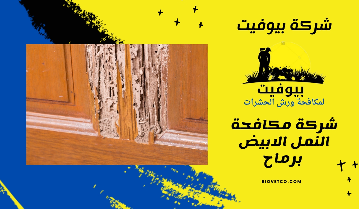 شركة مكافحة النمل الأبيض برماح