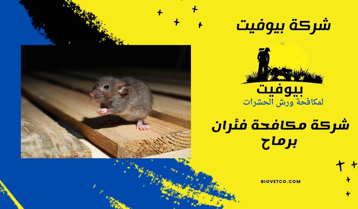 شركة مكافحة فئران برماح