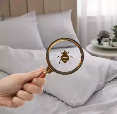 شركة مكافحة بق الفراش برماح