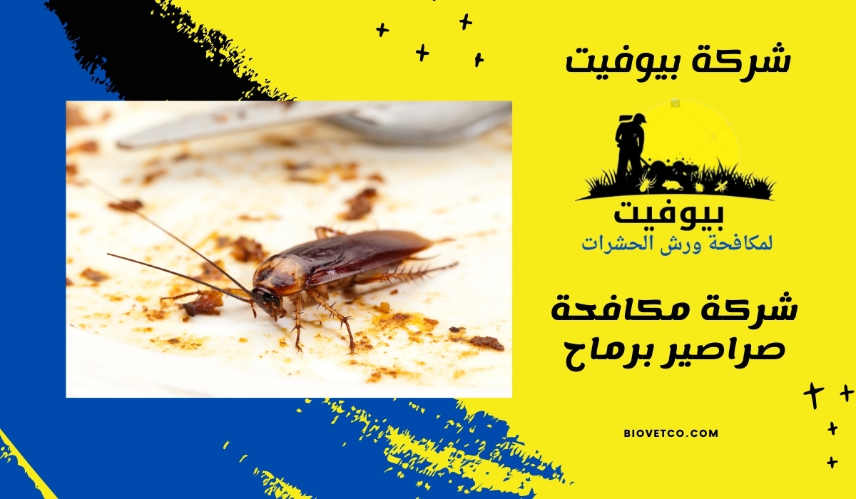 شركة مكافحة صراصير برماح
