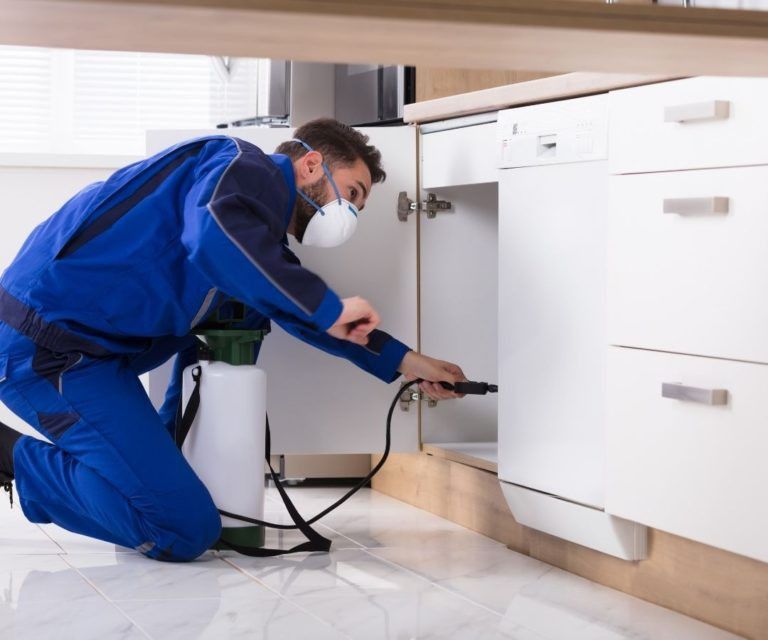 طرق علاج الصراصير المستخدمة من شركتنا