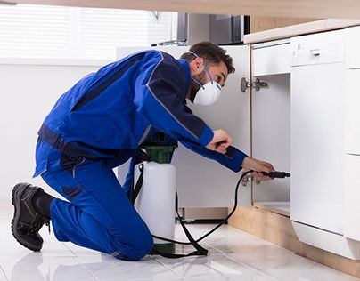 أفضل شركة مكافحة حشرات في الاردن؟