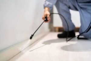 افضل طريقة للقضاء على البراغيث