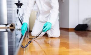 سم فئران قوي