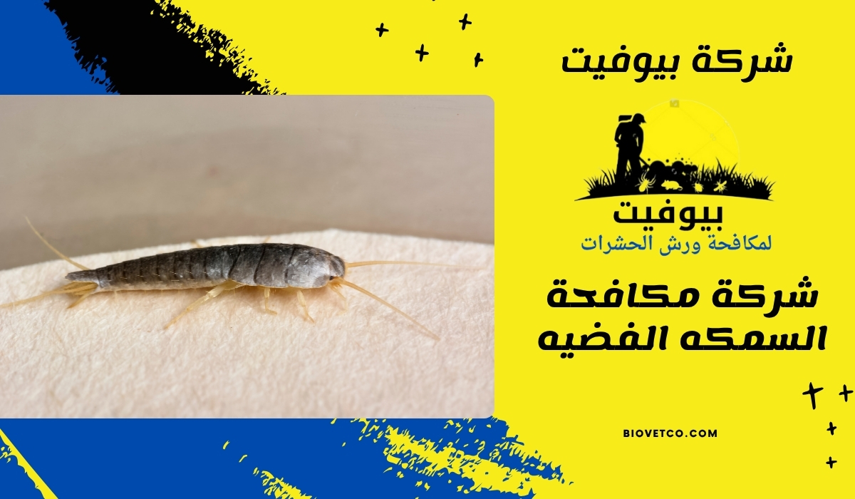 شركة مكافحة السمكه الفضيه 01033160250