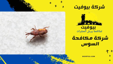 شركة مكافحة السوس (1)