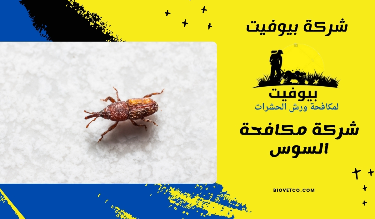 شركة مكافحة السوس 01033160250