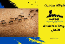 شركة مكافحة النمل