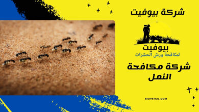 شركة مكافحة النمل
