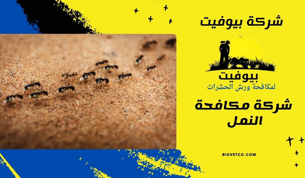 شركة مكافحة النمل