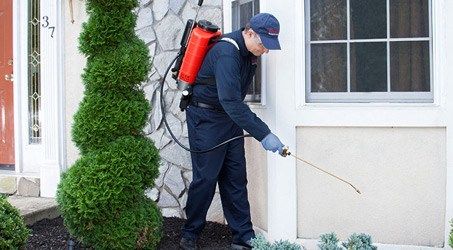 الشركة الألمانية لمكافحة الحشرات في الاسماعيلية.