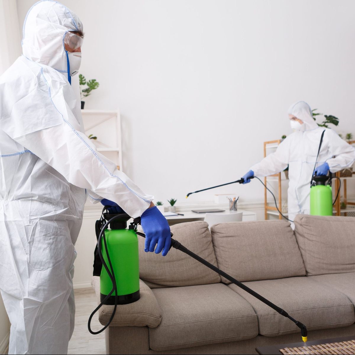 الشركة الألمانية لمكافحة الحشرات في القنطرة غرب