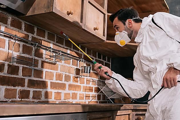 الشركة الألمانية لمكافحة الحشرات في قويسنا