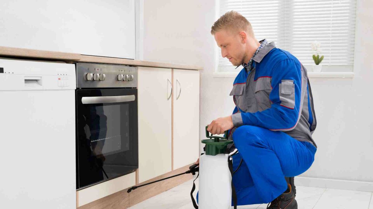 الشركة الألمانية لمكافحة الحشرات في قويسنا