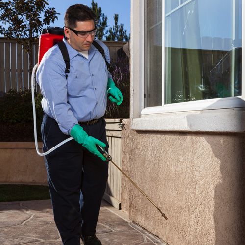 رش حشرات في الاسماعيلية