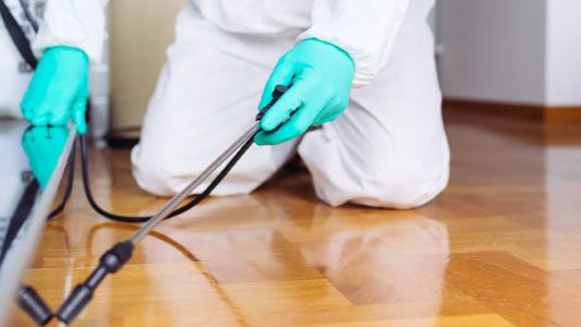 شركة إبادة حشرات بالقصيم