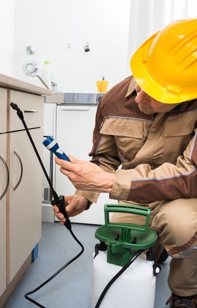 شركة لرش المنازل من الحشرات في ابو صوير